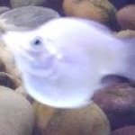 魚缸溫度燈光