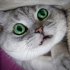 hellocat